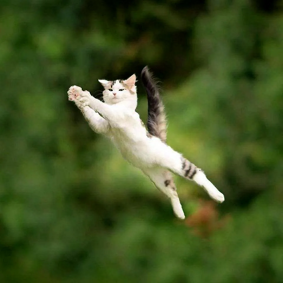 Белая кошка в прыжке