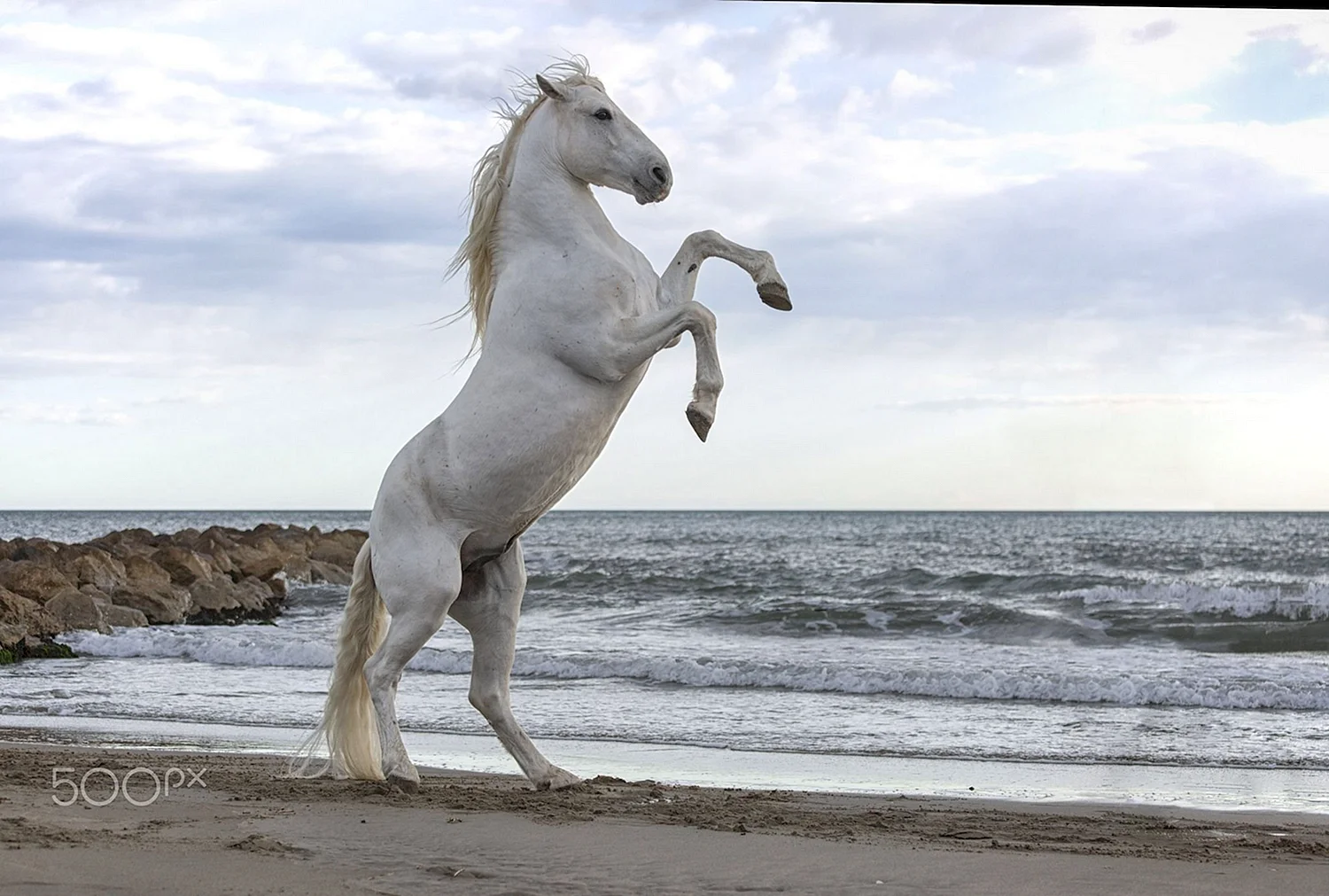 Белая лошадь на дыбах