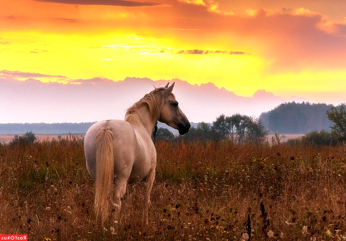 Белая лошадь на закате