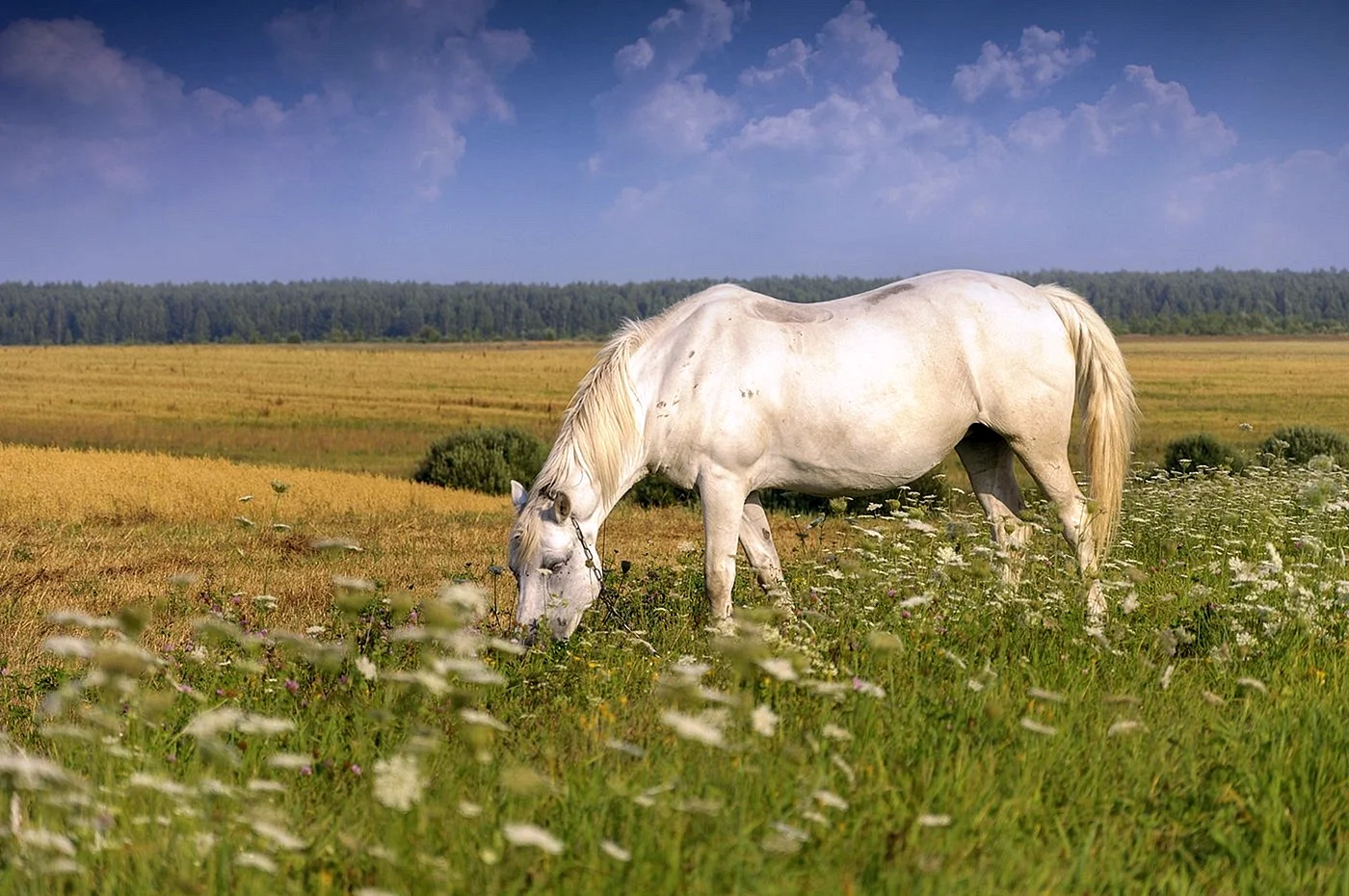 Белая лошадь пасется на лугу