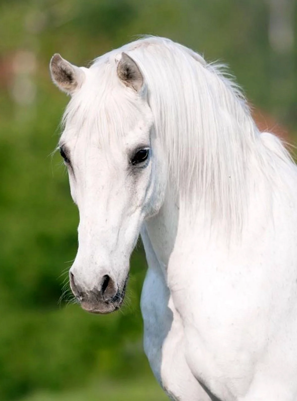 Белая лошадь ТОМПСОНОВ