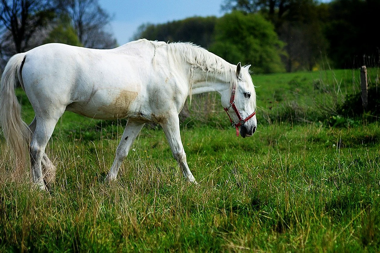 Белая масть лошади