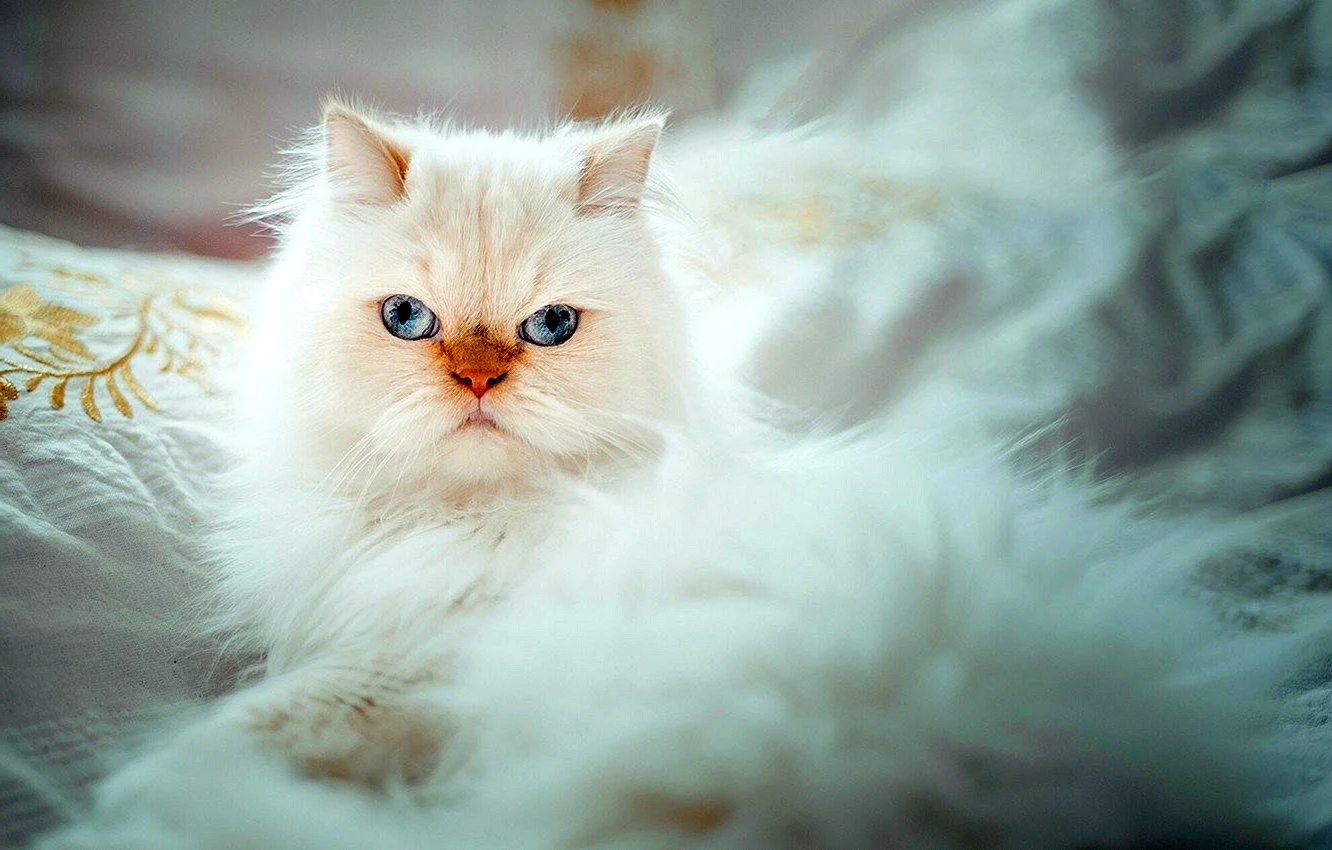 Белая Персидская кошка Королева