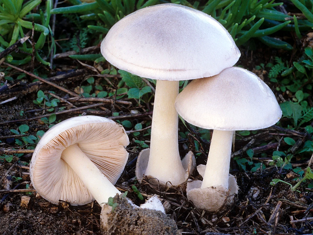 Белая поганка гриб