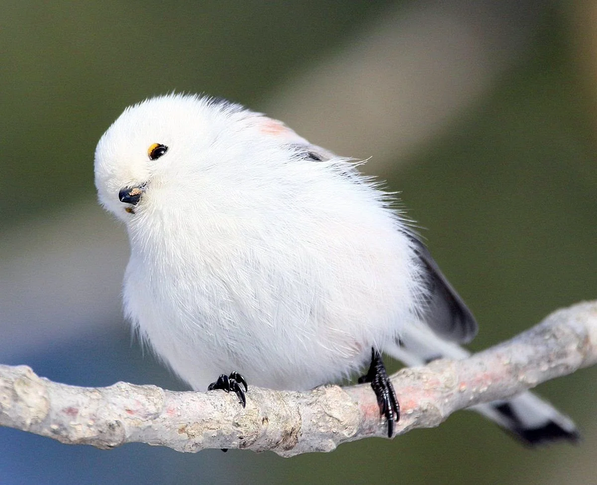 Белая птичка