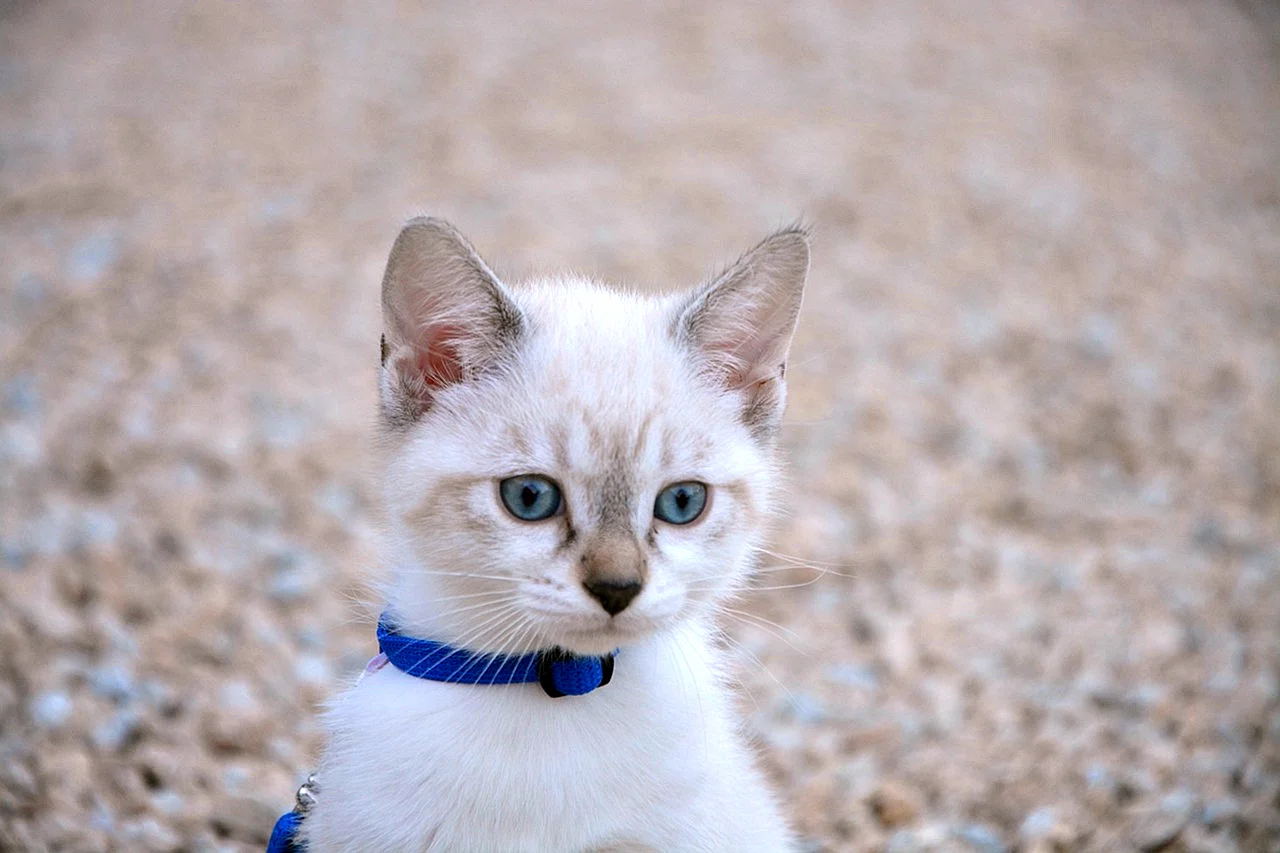 Белая Сиамская кошка с голубыми глазами