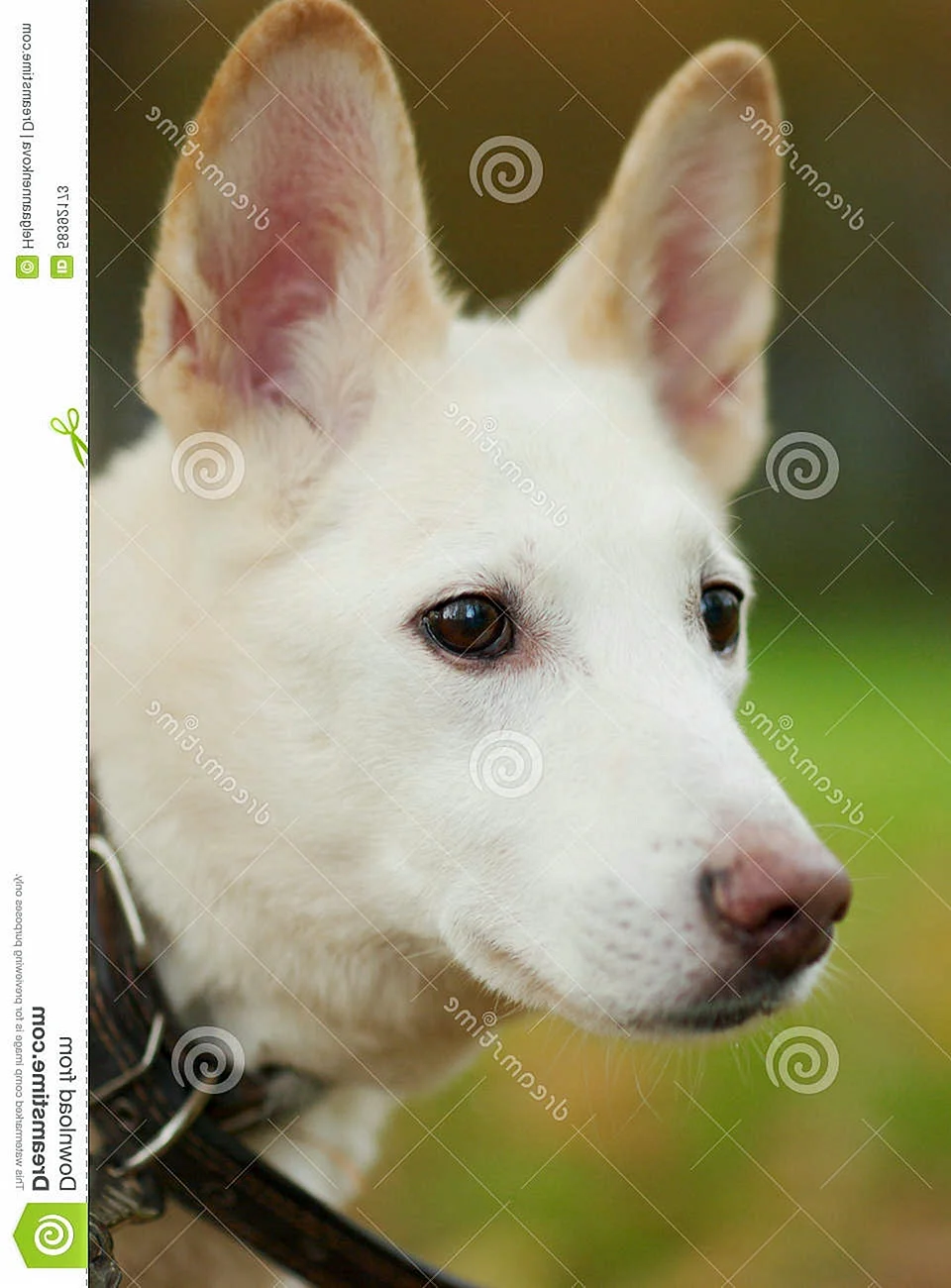 Белая собака с большими ушами