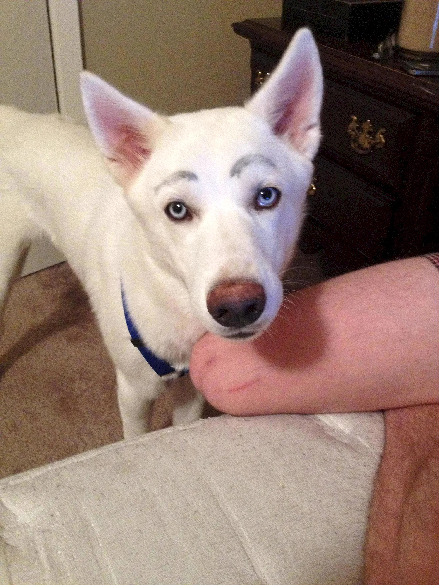 Белая собака с черными бровями
