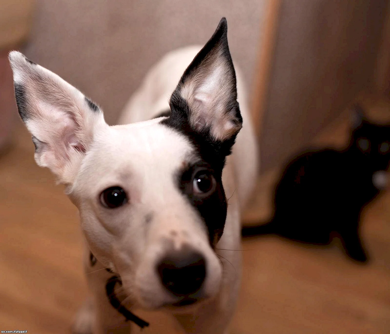 Белая собака с черными ушами