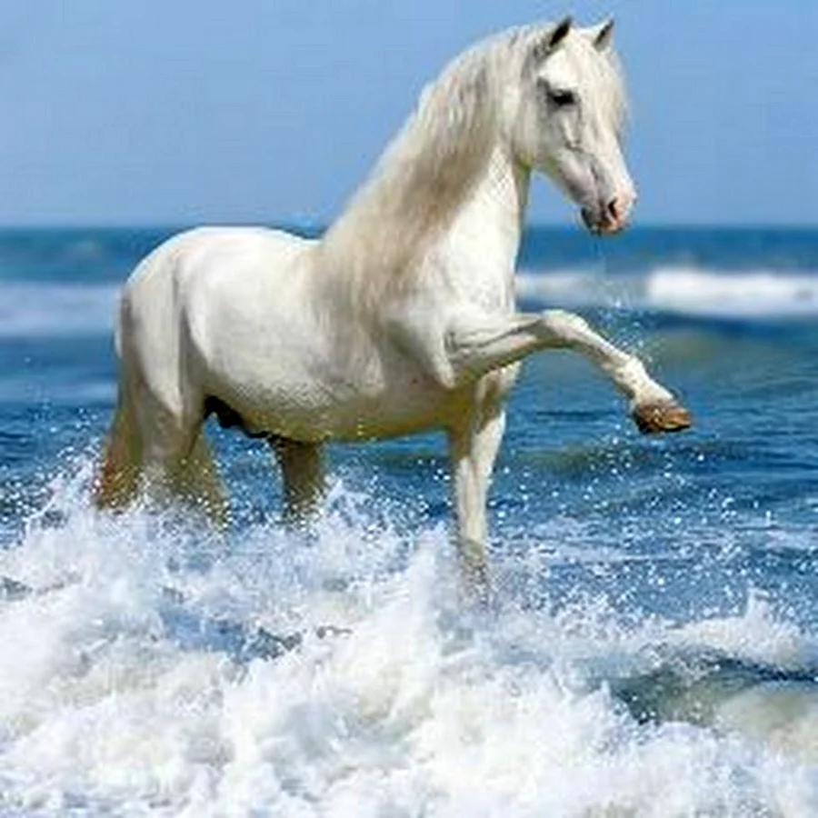Белая водяная лошадь