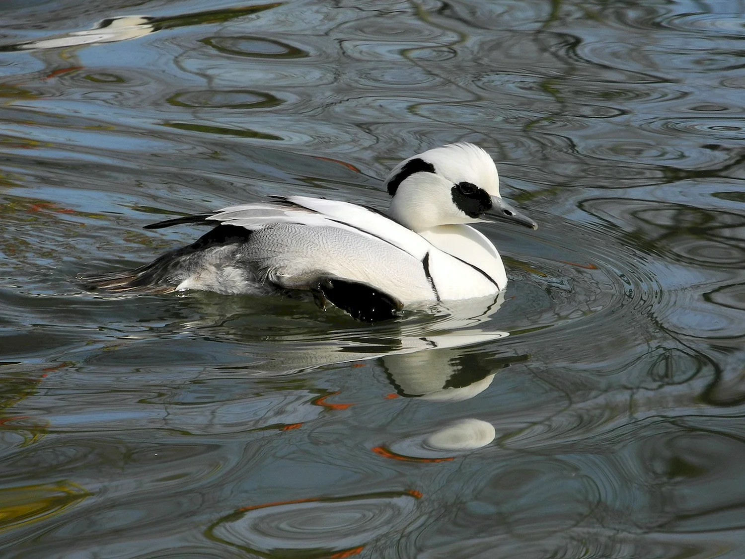 Белая водоплавающая птица