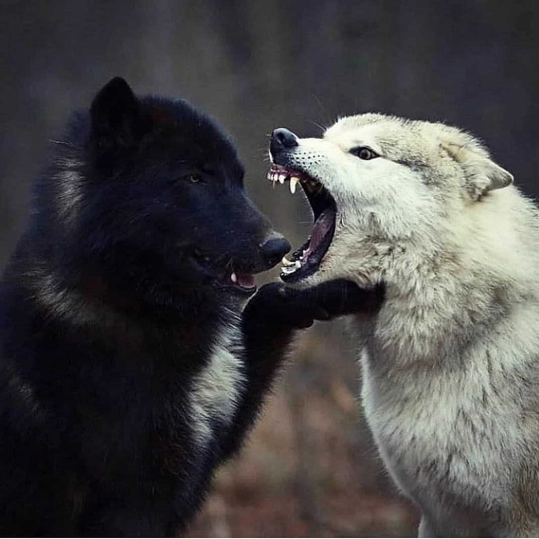 Белая волчица и чёрный волк 2