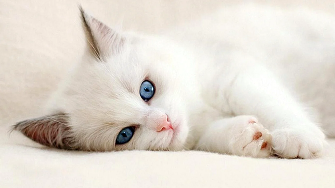 Беленький котенок с голубыми глазами