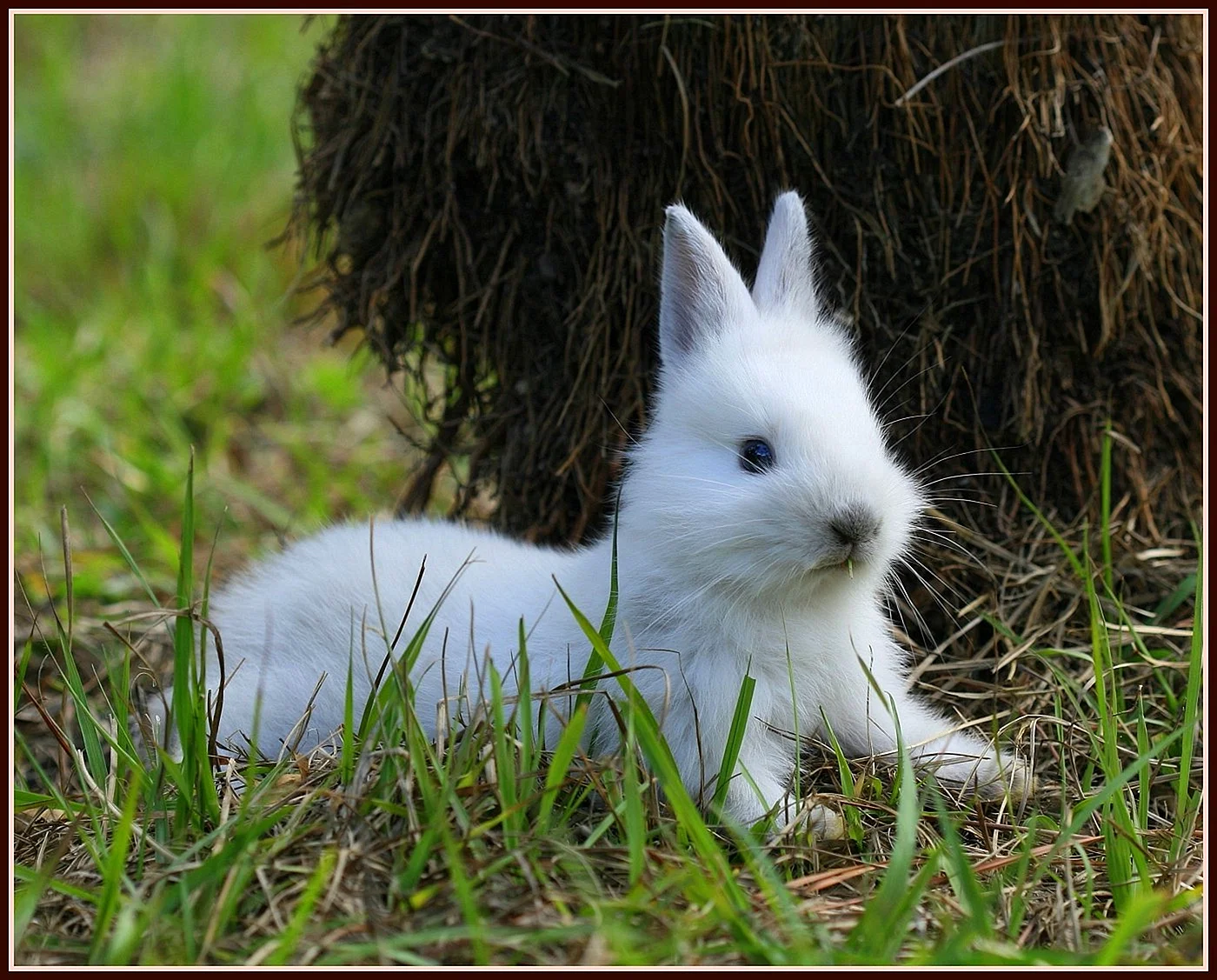 Беленький кролик
