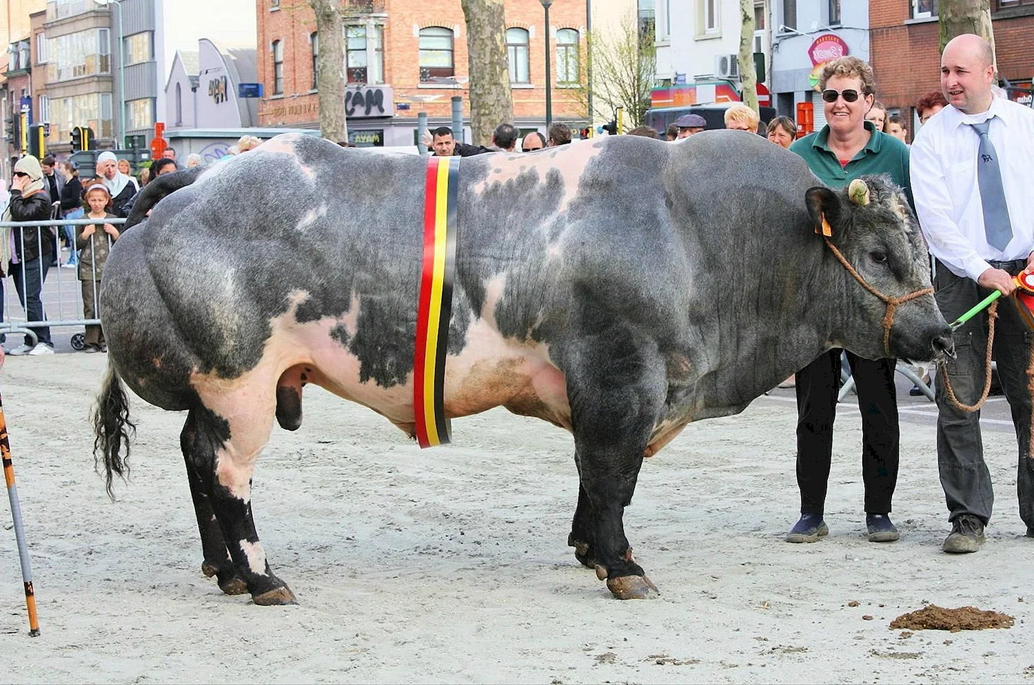 Бельгиец бык