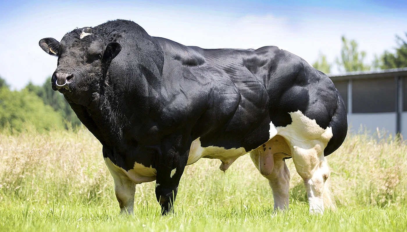 Бельгийская голубая мясная порода коров