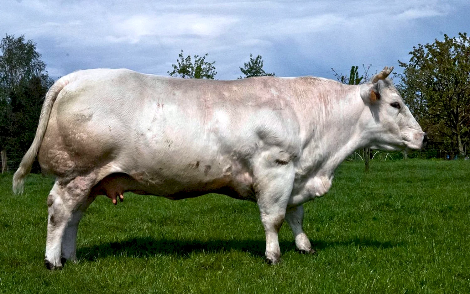 Бельгийская голубая порода коров