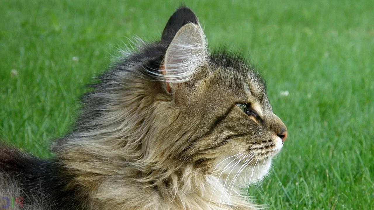 Бельгийская Лесная кошка