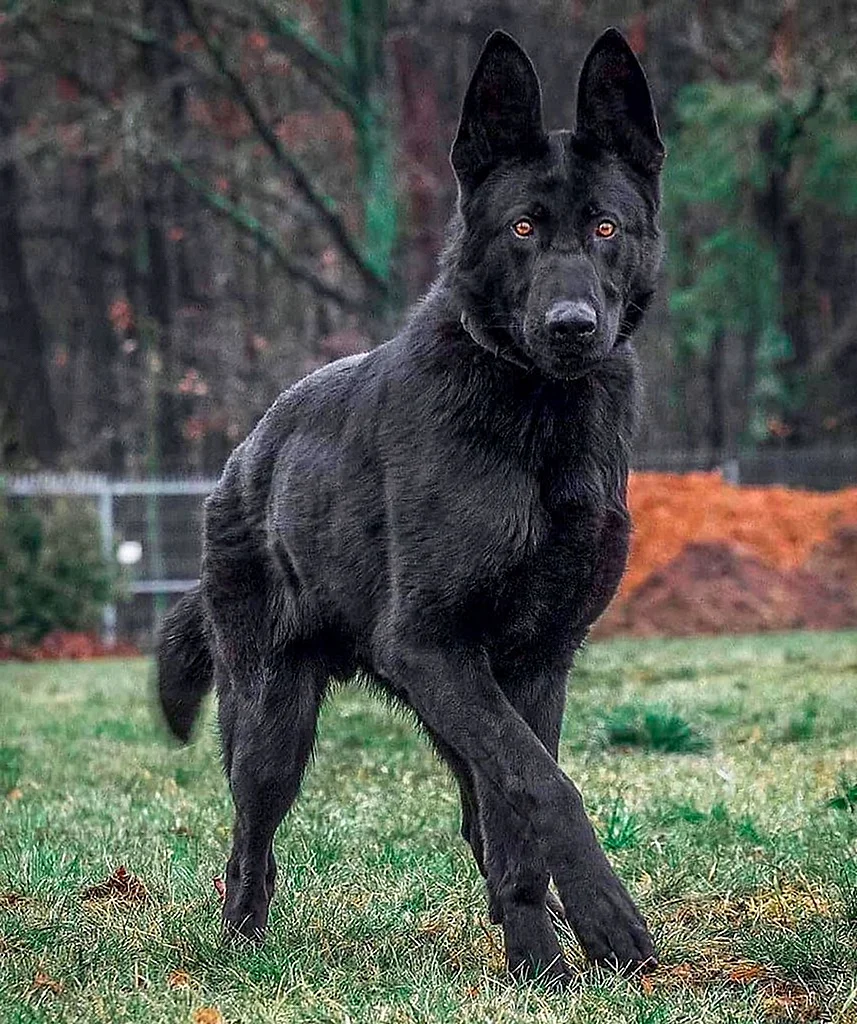 фото больших черных собак