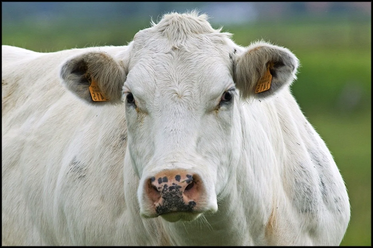 Бельгийская порода коров и Быков