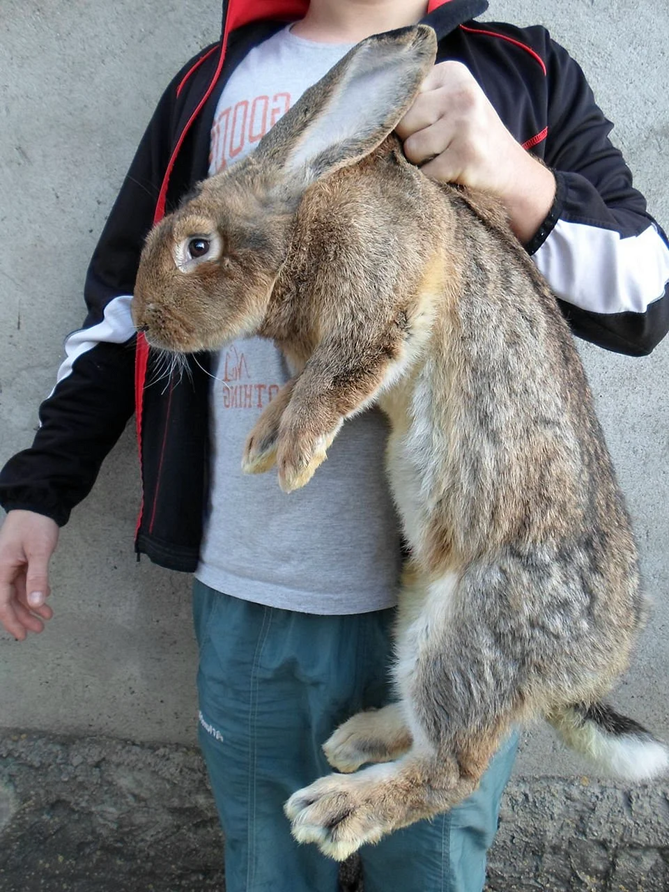 Бельгийский Фландр кролик