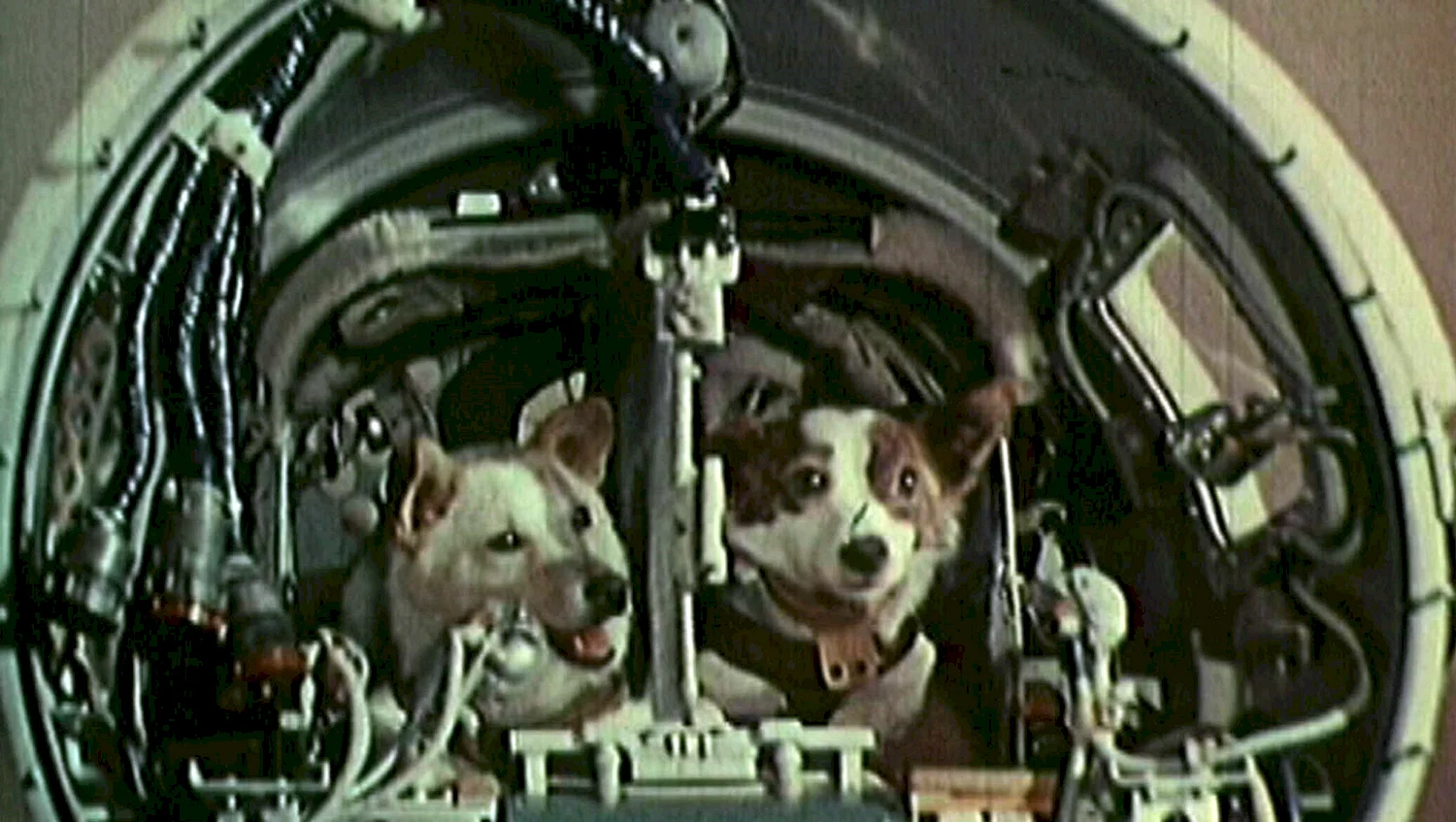 Белка и стрелка полёт в космос 1958