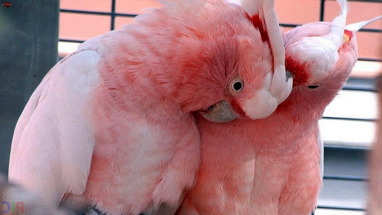 Бело розовый попугай