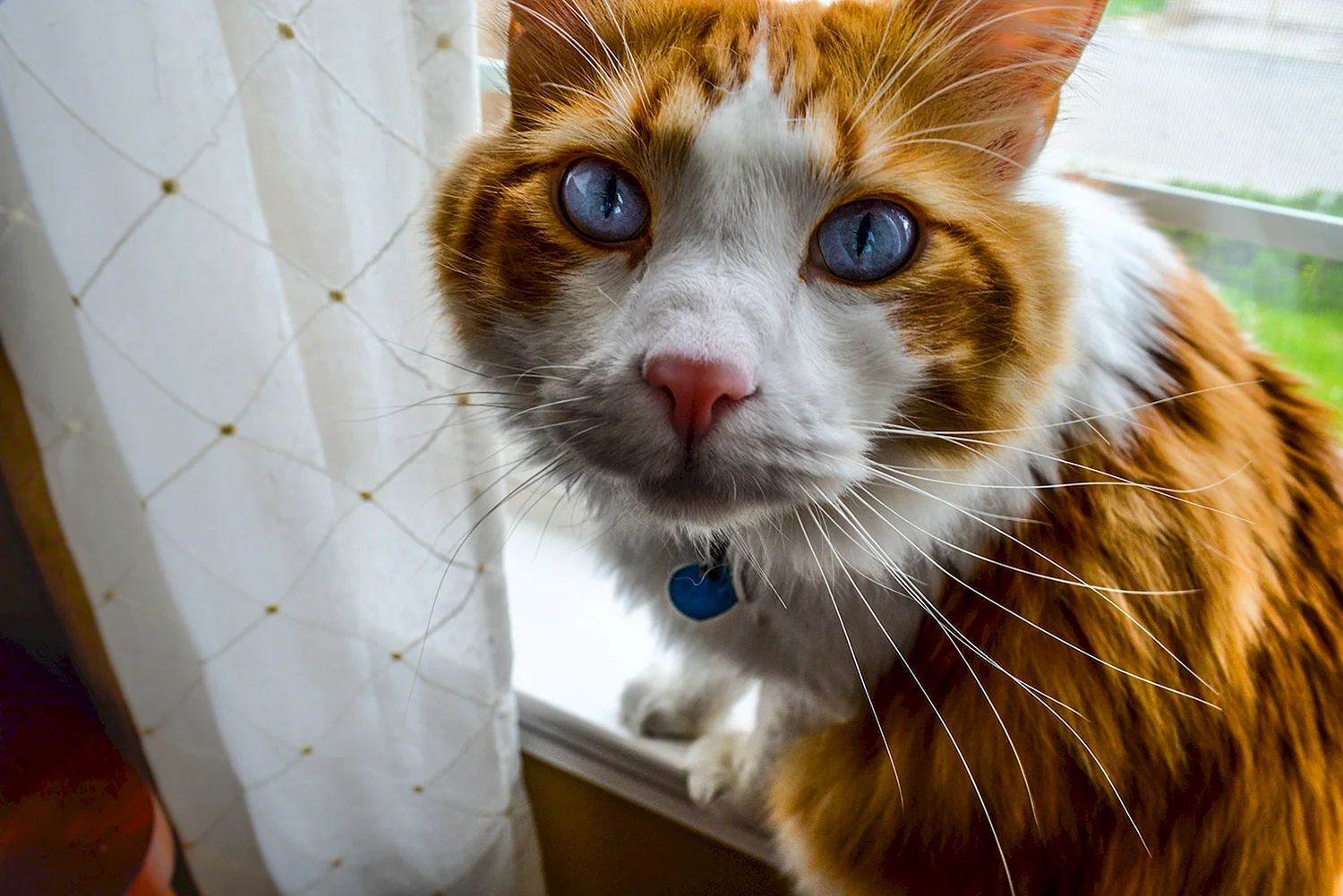 Бело рыжая кошка с голубыми глазами