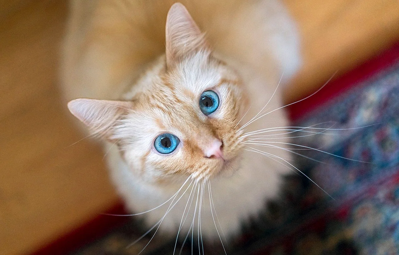 Бело рыжая кошка с голубыми глазами порода