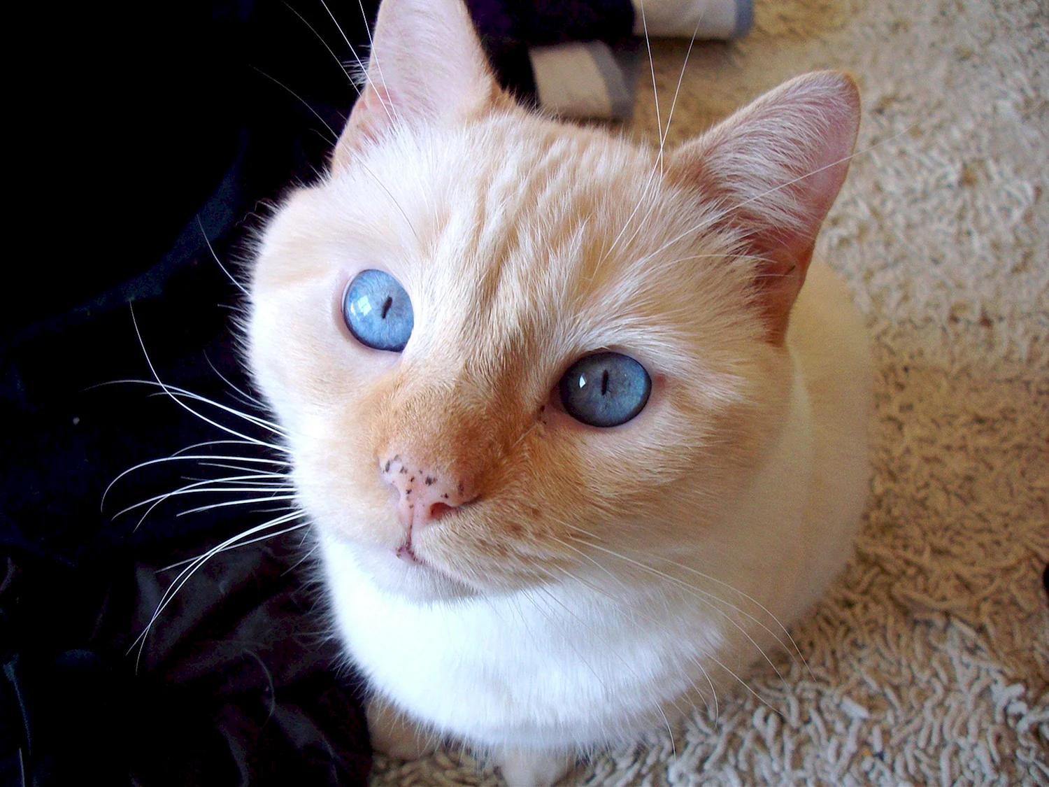 Бело рыжий кот с голубыми глазами