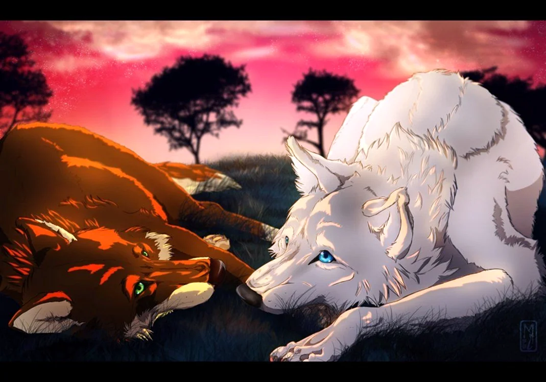 Бело рыжий волк