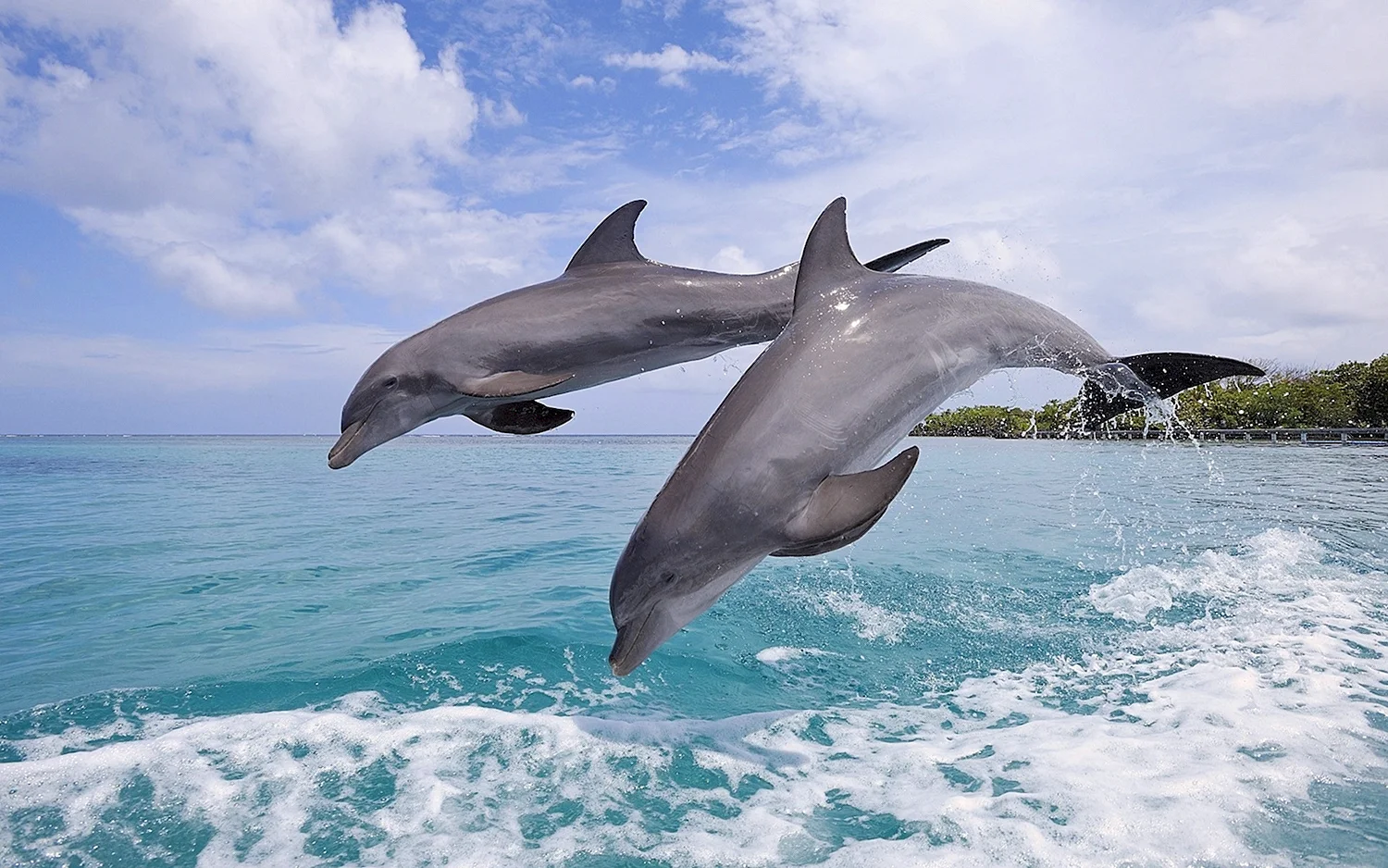 Белобрюхий Дельфин