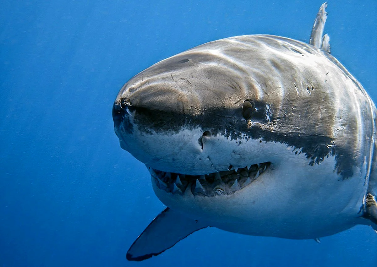 Белоголовая акула