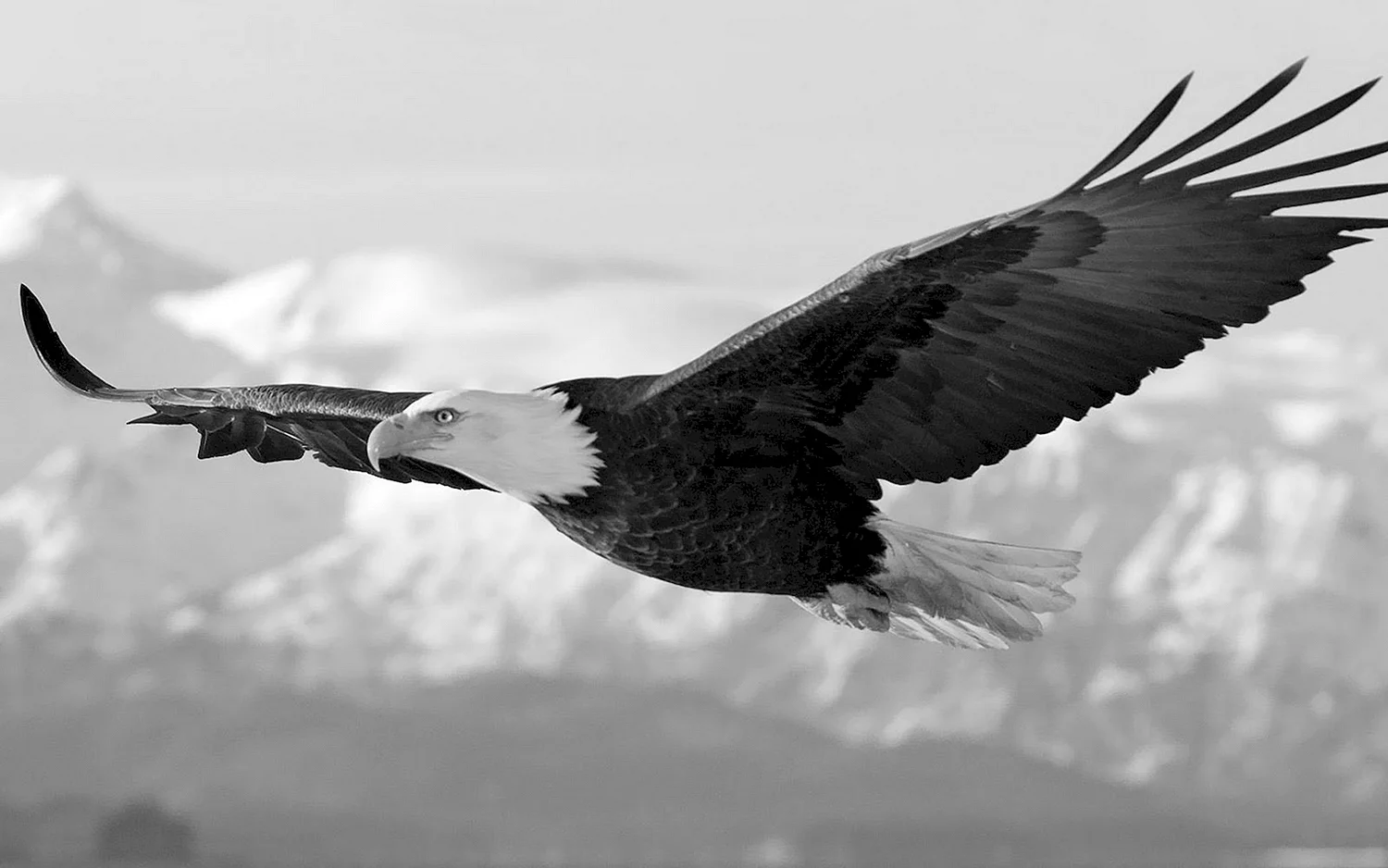 Черный орел (42 фото)