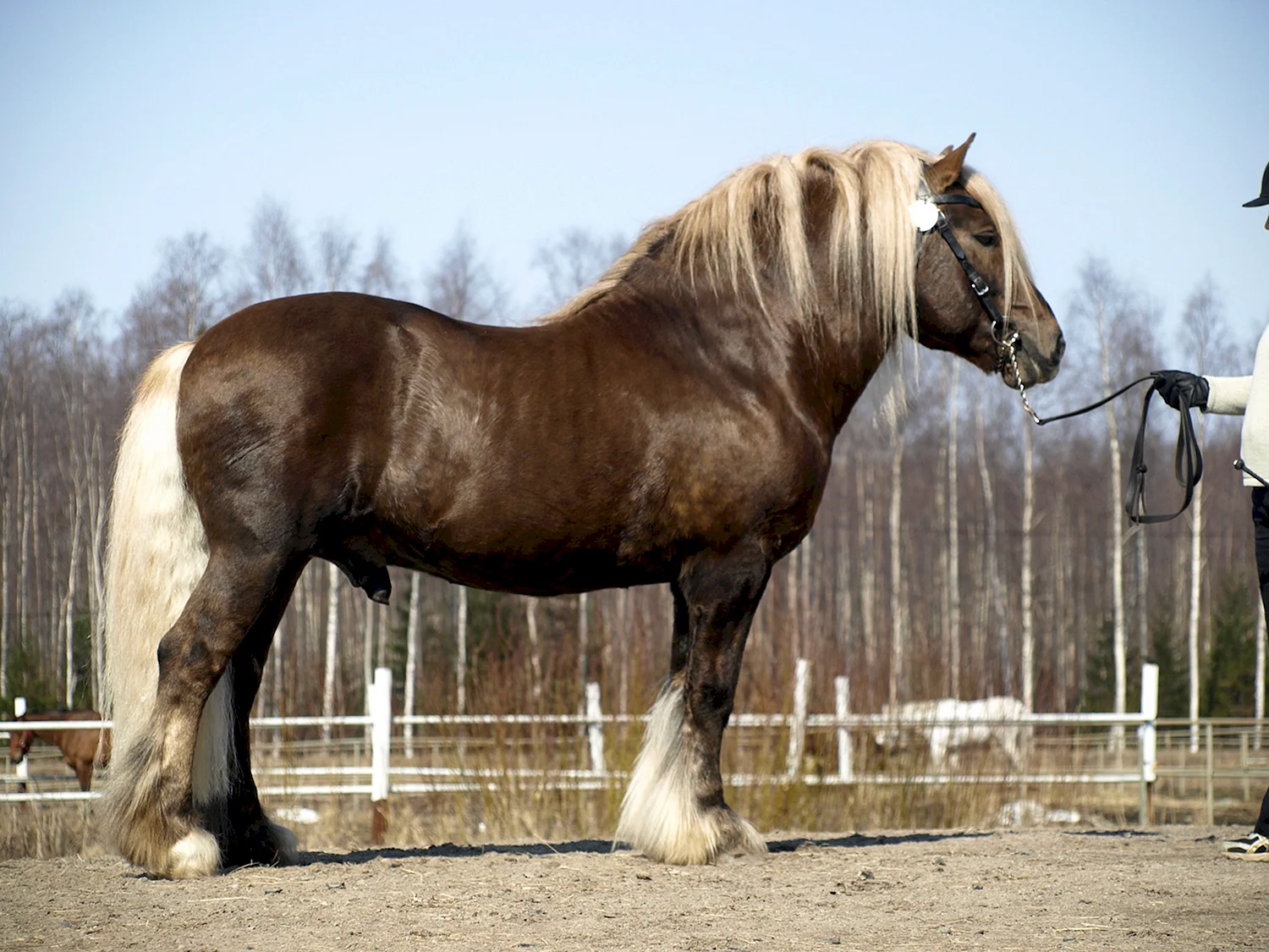 Белорусская тяжеловозная порода лошадей