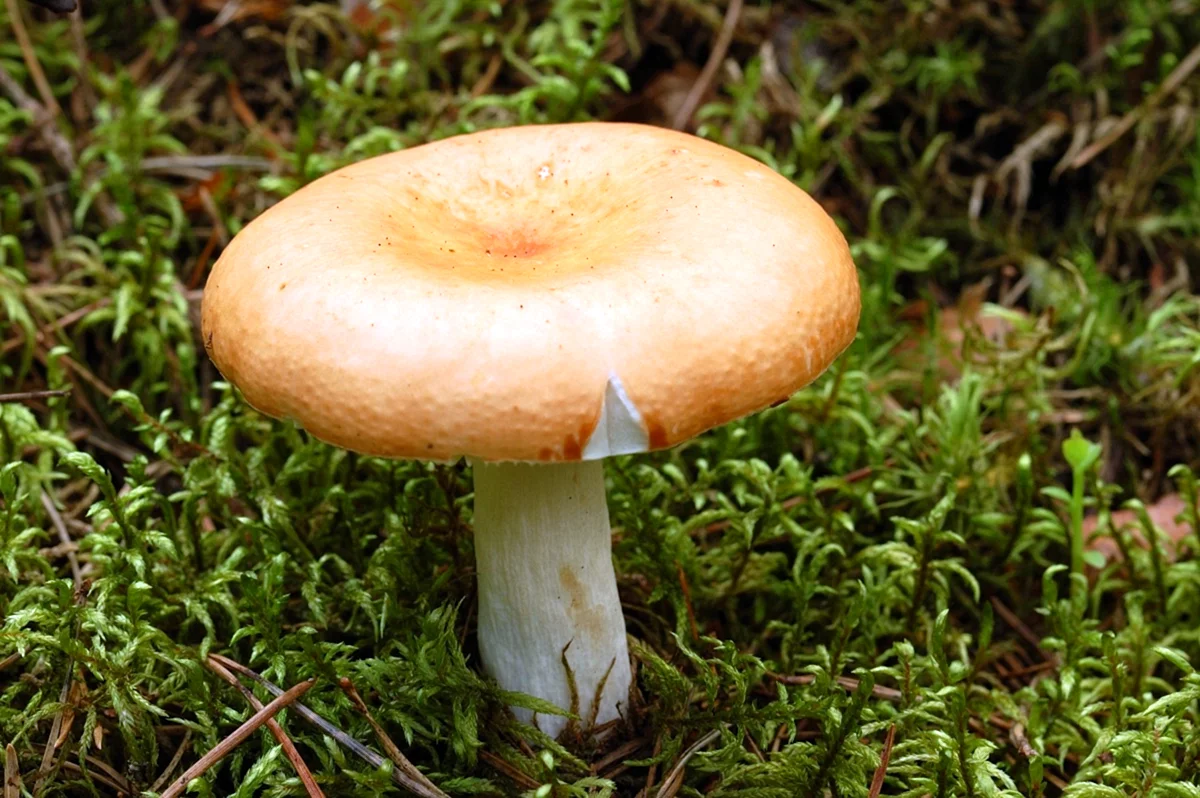 Белорусские грибы
