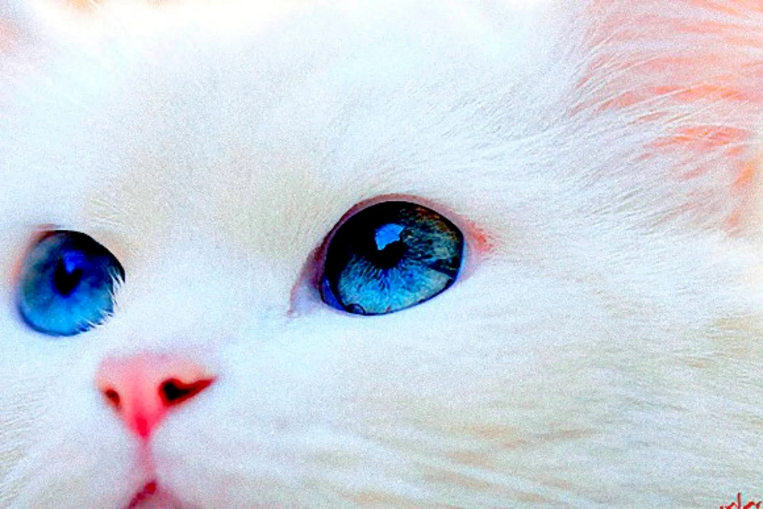 Белоснежный кот с голубыми глазами