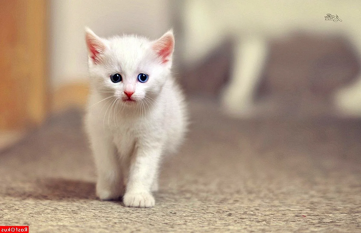 Белоснежный котенок