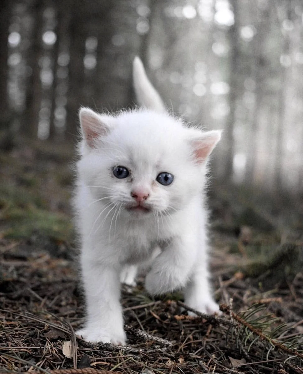 Белоснежный котенок