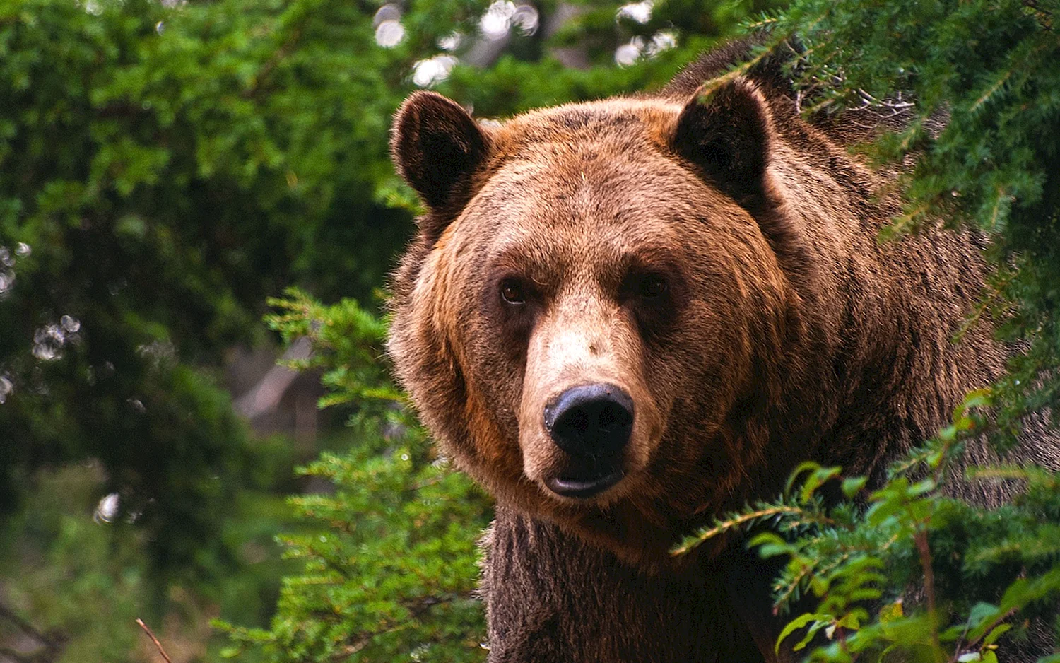 Беловежская пуща медведи