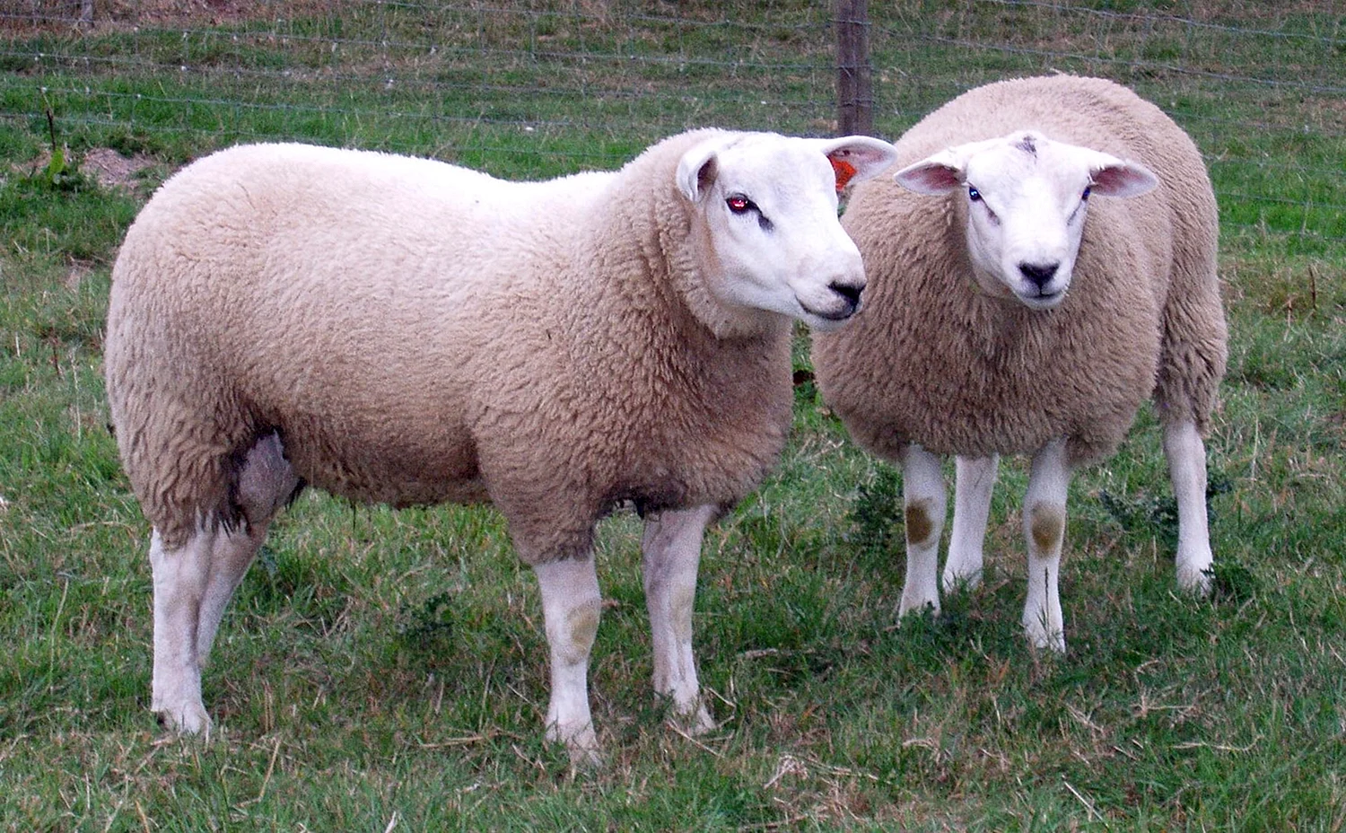 Белтекс порода овец
