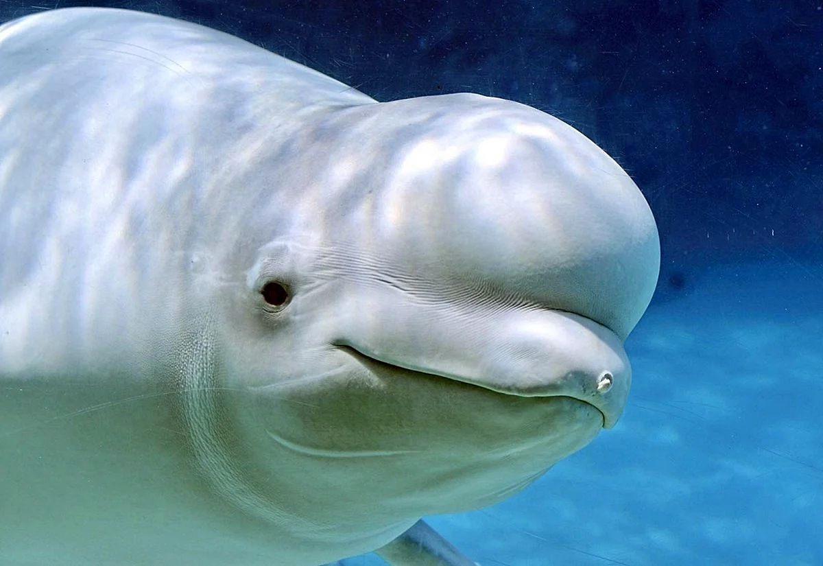 Белуга Дельфин