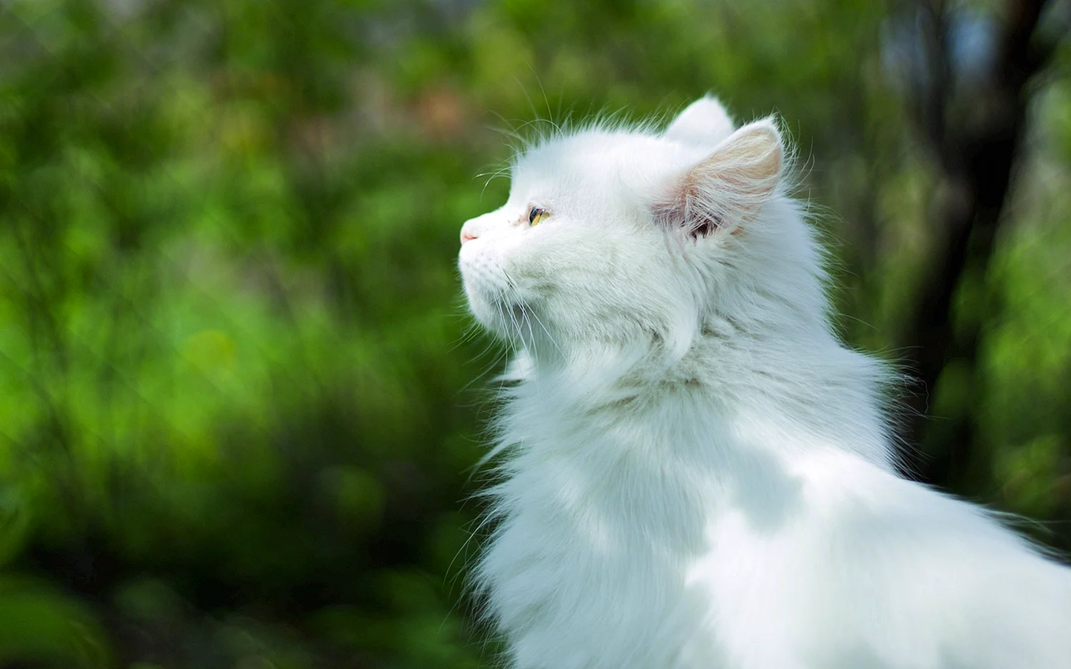 Белые ангорские пушистые котята
