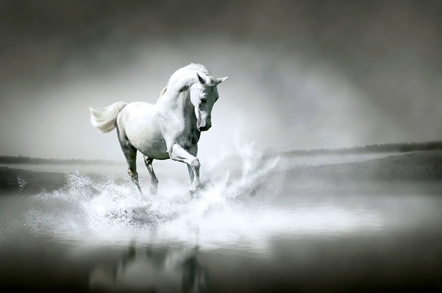 Белые Дикие кони Владимир