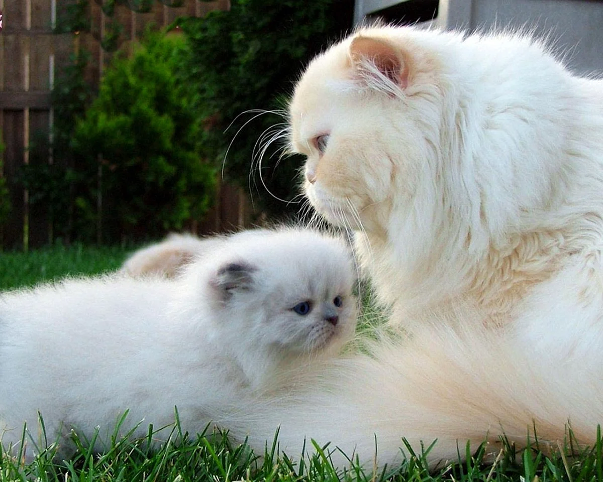 Белые кошка с котятами пушистые