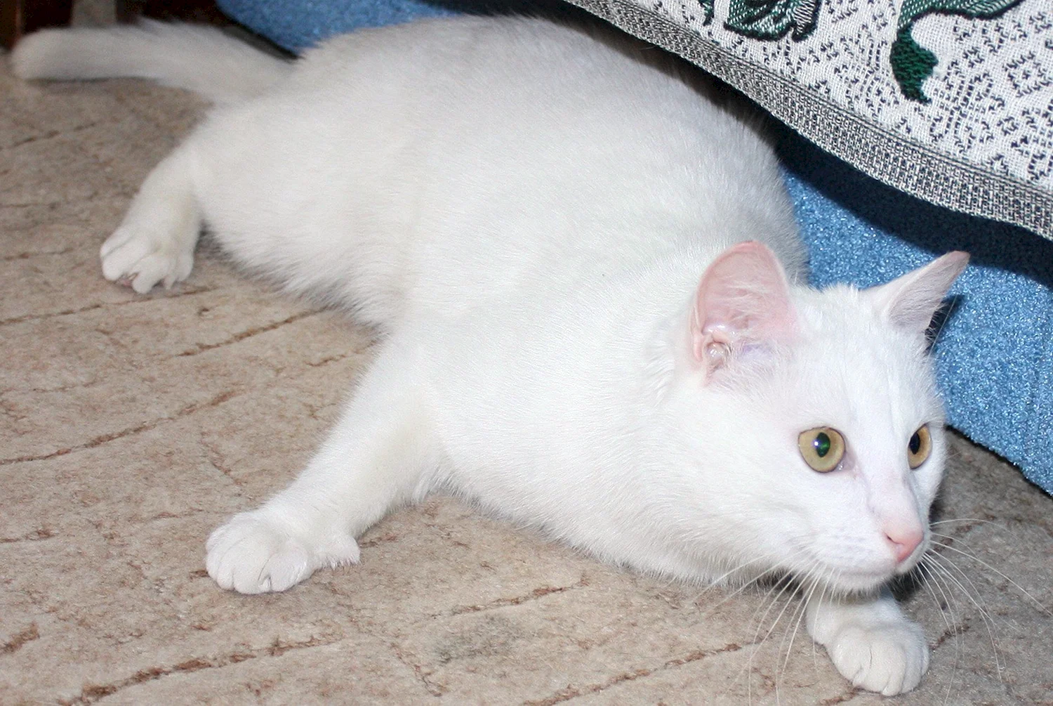 Белые кошки короткошерстные беспородные