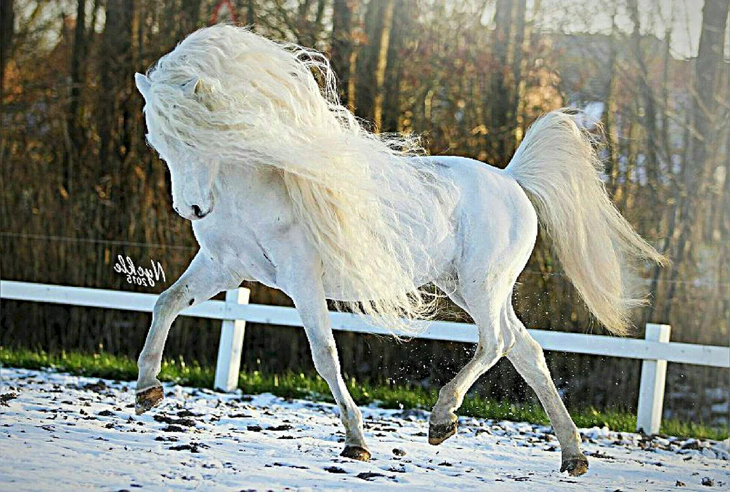 Белые лошади с длинной гривой