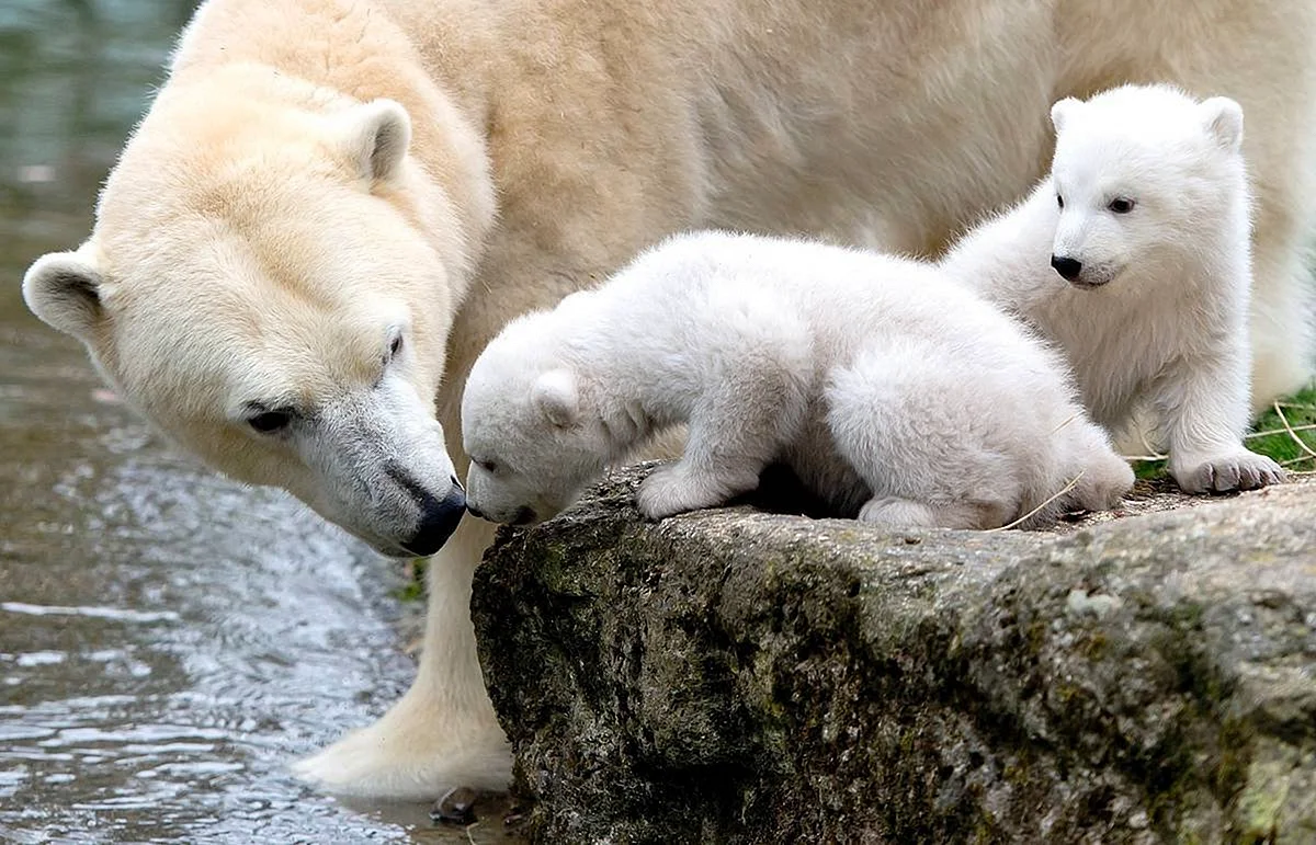 Белые медведи милые