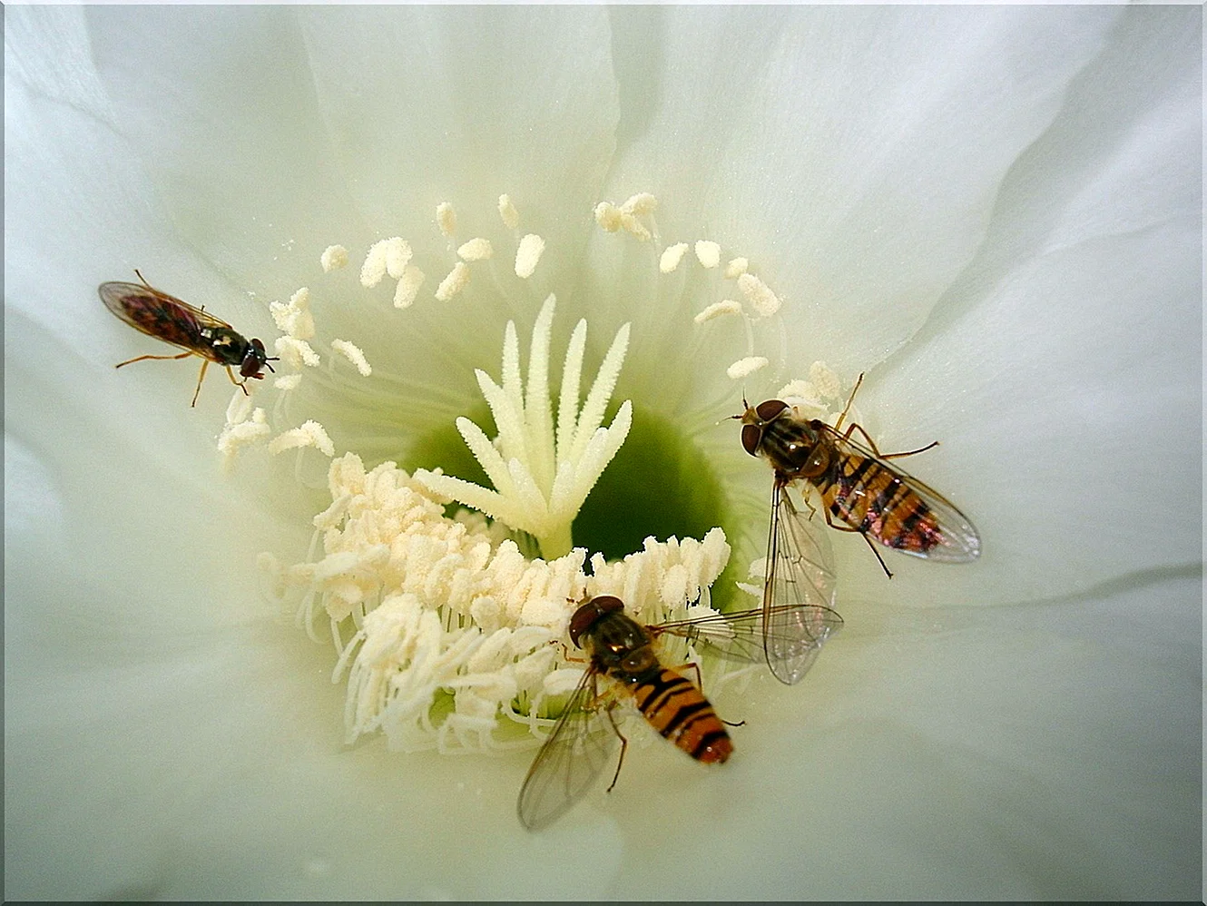 Белые мухи на цветах