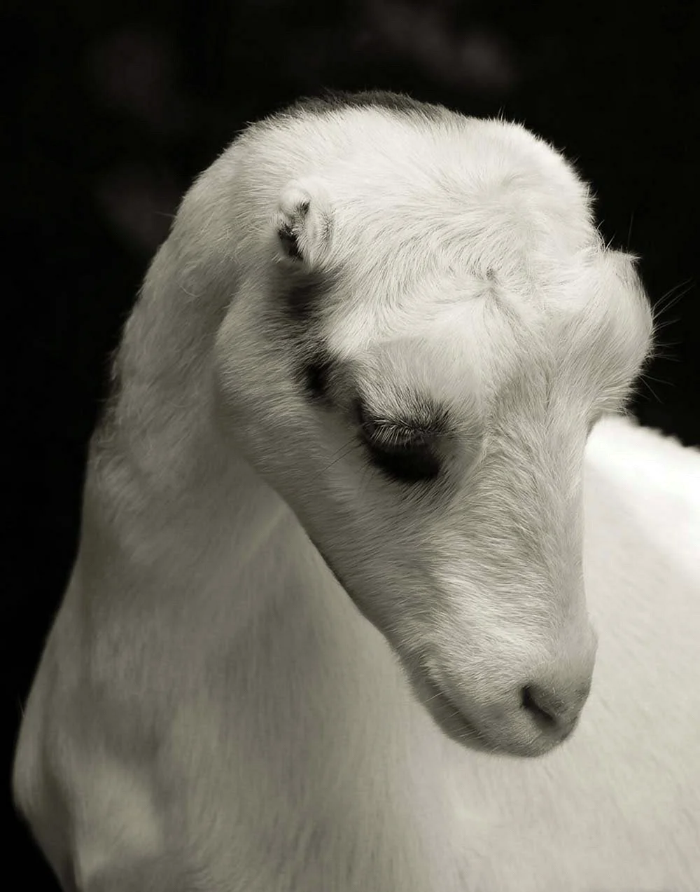 Белые овцы с черными глазами